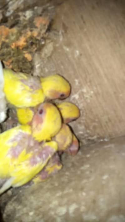 For sale location  Faisalabad Exchange possible Cocktail ke sath