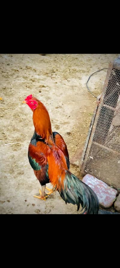 aseel murga for sale ghar ka pala hua ha