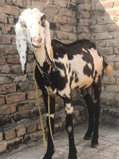 doodh wali bakri baghair bacho ke