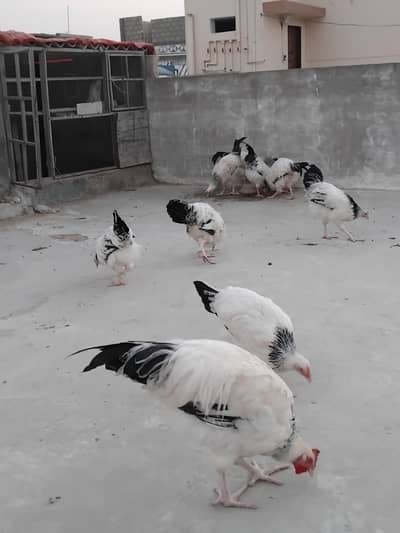 Light Sussex Heritage