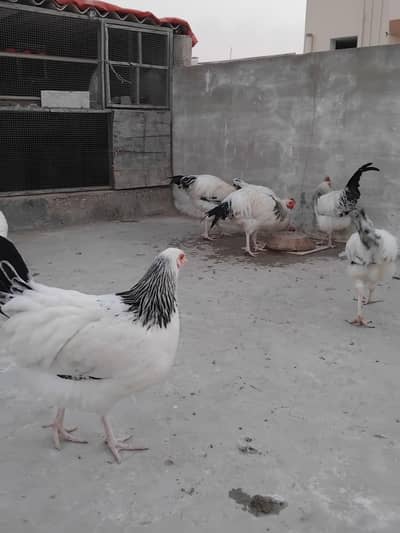 Light Sussex Heritage / Fancy Hens / Murghi / Murgha