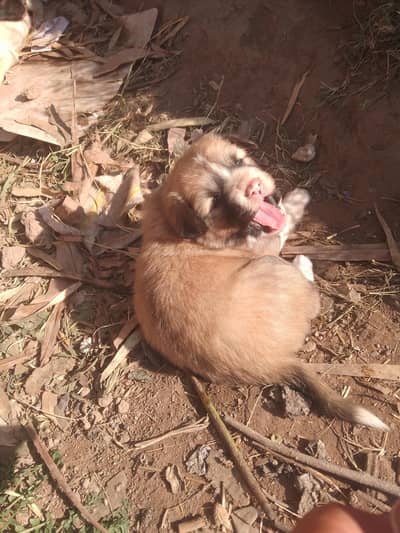 adorable great Pyrenees Anatolian puppy for sale