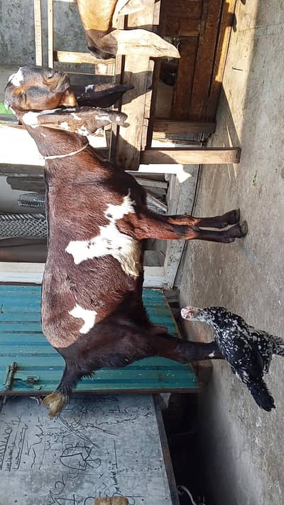 desi nagari bakri