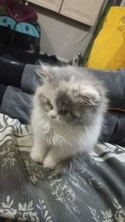 Persian female kitten