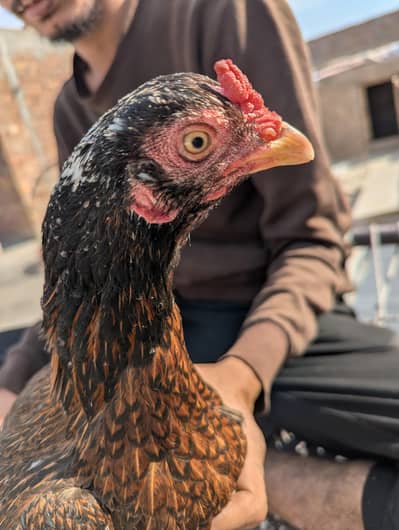 Yamani  aseel female