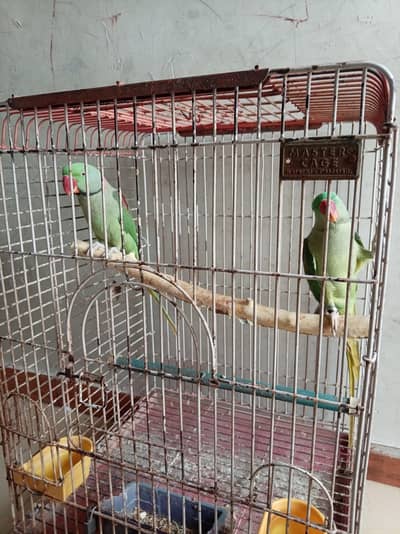 tame pair cage k sath raw pahari jumbo size