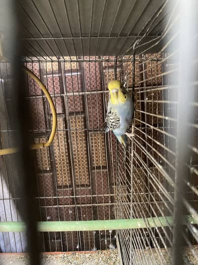 2 pairs ready available