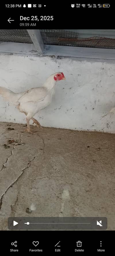 MASHALLAH HEERA HEN EGG DA RHI H