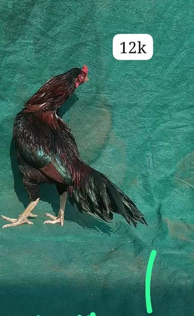 old blood pair for sale wtsp03234687019