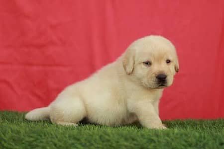 Labrador puppies | labra dog | puppies | american | British puppies