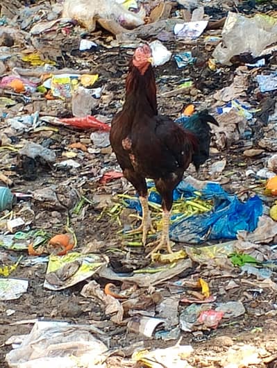 high quality aseel ptha