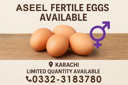 Aseel Fertile Egg | Lsani Mushka | Mushka Eggs | Heera Cross Aseel Egg