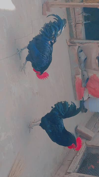 Pure Australorp males F1 Generation fully healthy, active vaccinated