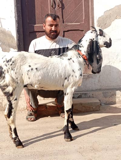 desi part 2 dant 1 month cross