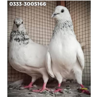 Motiwala Breeder Pair