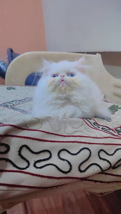 persian female kitten