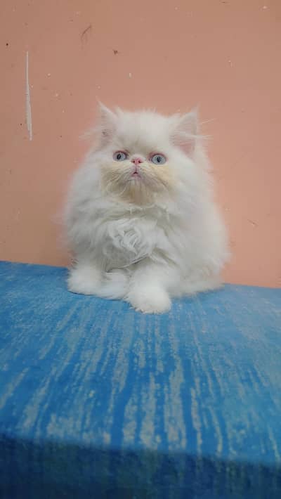 persian female kitten