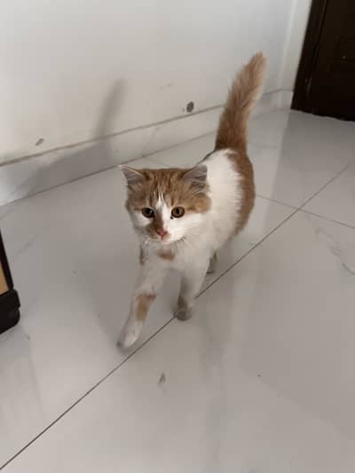 Persian kitten for urgent sale