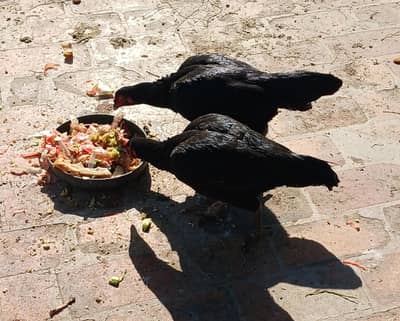 Aseel Lasani kurak murghi