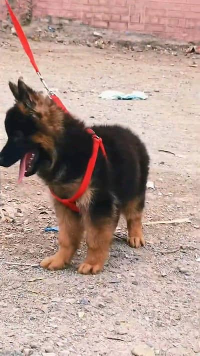 German shepherd | Puppy | GSD | Dog for sale | WhatsApp 03212405409