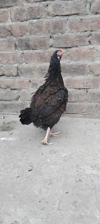 pure Mianwali Amroha