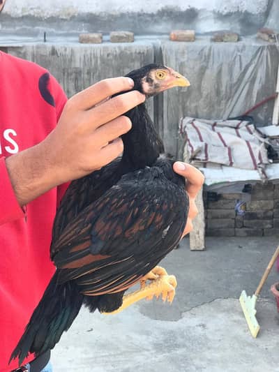 sab male han achey quaility ka  chota walo ki price 2500 bara ki 3000