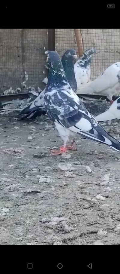 A+Kabutar original O3319999879