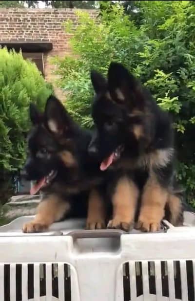 German shepherd | Puppy | GSD | Dog for sale | WhatsApp 03212405409