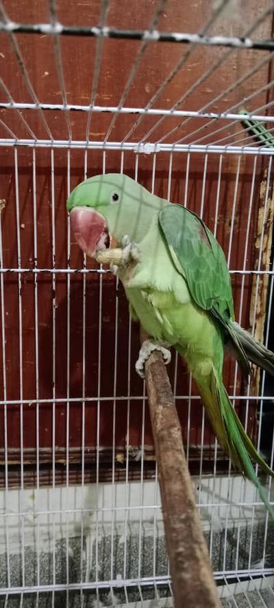 beautiful raw/kashmiri speaking parrot