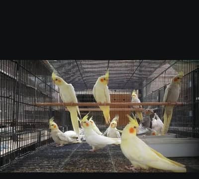 Cockatiel patHand/ tame Cockatiel/ handtamed birds/ handtamed parrots