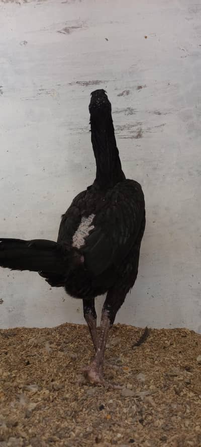 Healthy and active quality breed