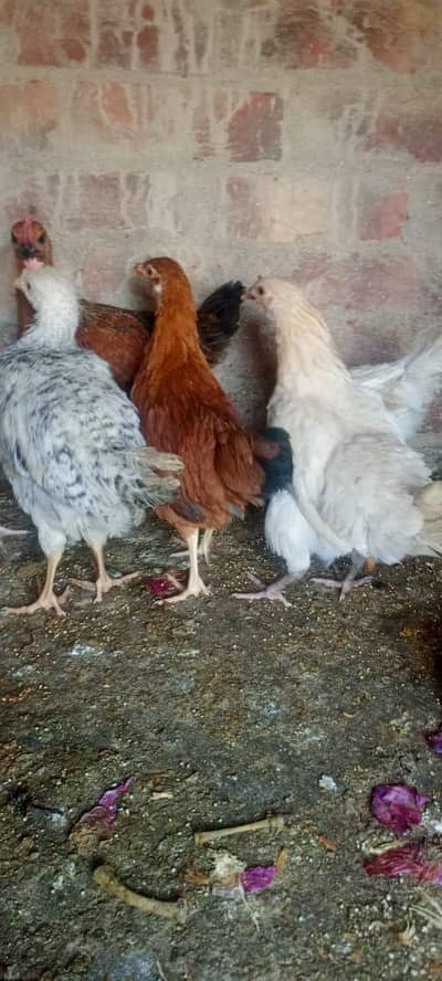 Golden Misri Hen Male Female Healthy active hain Urgent Sell krraha ho