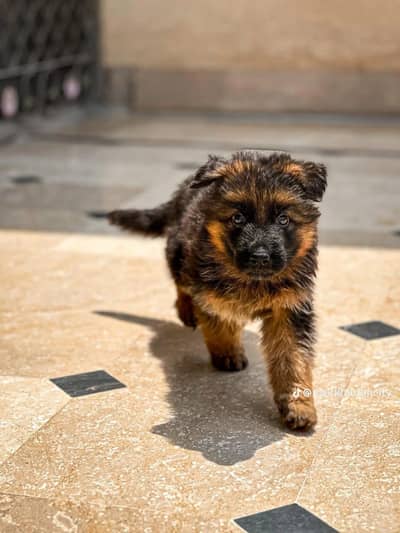 German shepherd puppy for sale