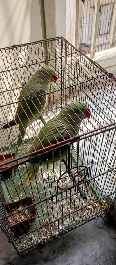 kashmiri parrts pair what's ap 03142634720