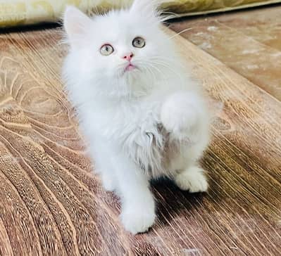Triple Coated Pure Persian Kitten