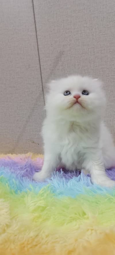 Persian kittens| Triple Coated |Punch Face kittens fluffy|White Cat