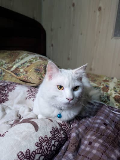 Pure White persian Cat