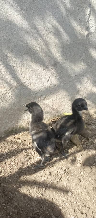 Black dragon chicks for sell