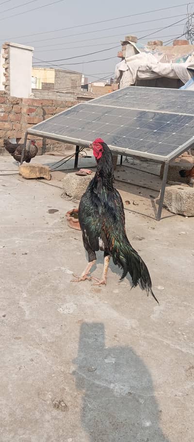 some aseel birds for sale  5 female and 2male