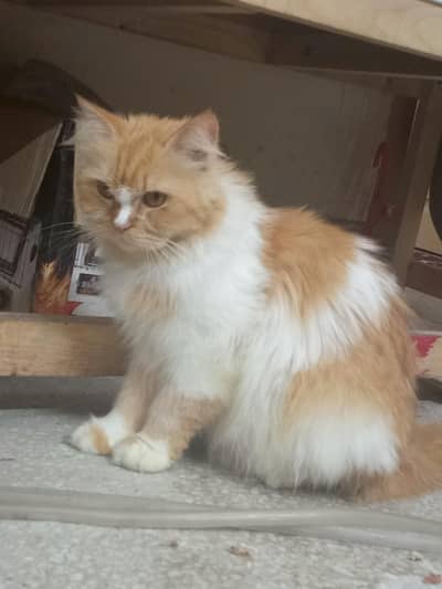 Persian cat