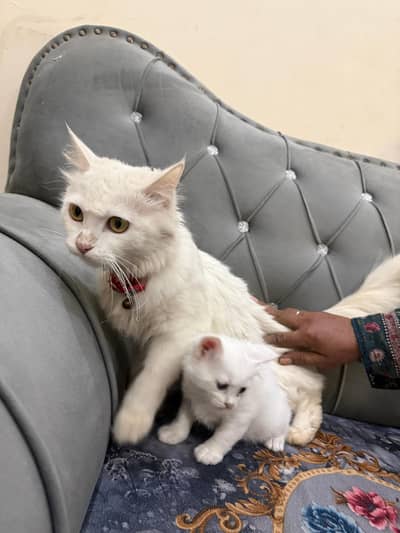 Buht he zyda pyari cats Han single cot Han