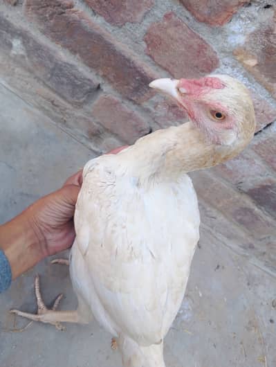 Hera ASEEL murghi with chick