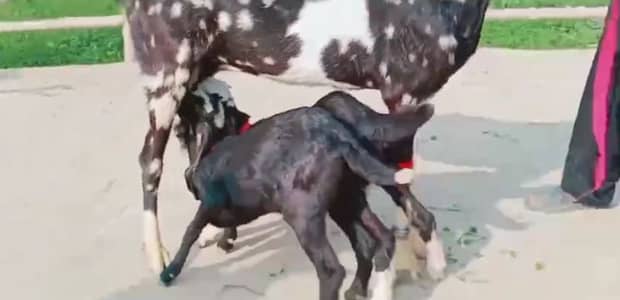 2 Bacchon Ka Sath Desi Bakri For Sale/ +03258956386