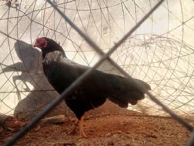 Aseel Murghi For Sale