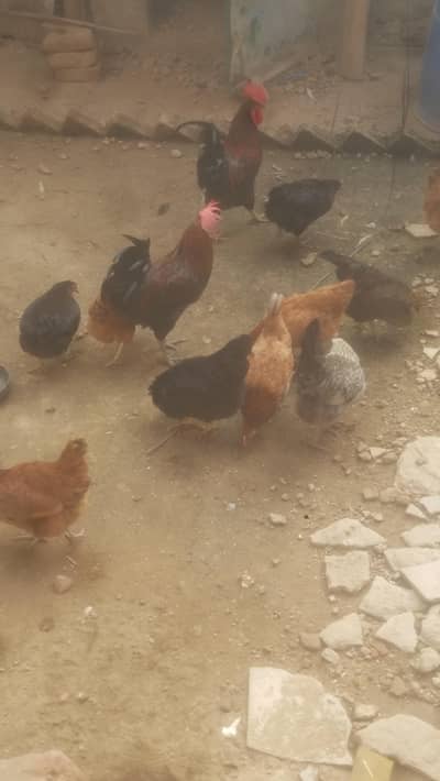 Golden Misri Murgian Egg laying