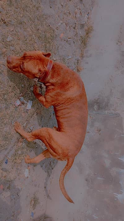 pure American pitbull male