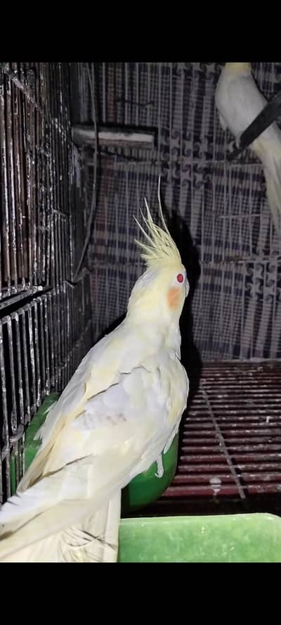 red eye healthy pair