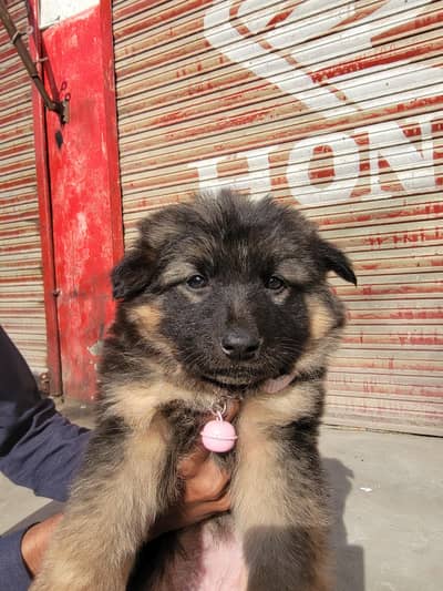 FEMALE PUP LONG COAT