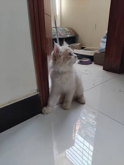Persian Male Cat Age 3 Months Healthy & Playfull Kitten.