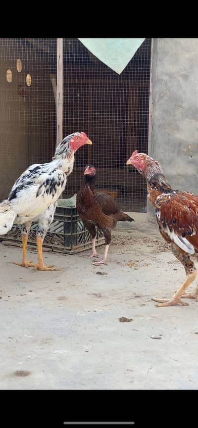 Aseel murga , Aseel Murgi